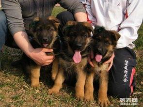 德国牧羊犬爆料视频大全,爆料视频大全精彩瞬间 第1张 德国牧羊犬爆料视频大全,爆料视频大全精彩瞬间 第1张